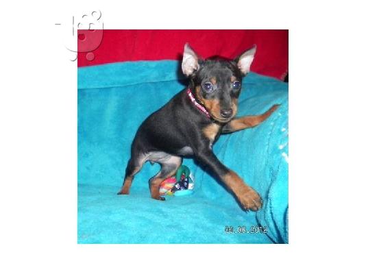 PoulaTo: χαριτωμένος και αξιολάτρευτο κουτάβι Pinscher για υιοθεσία